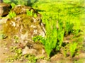 Watercolor drawing. Watercolor landscape of the park area. Park landscape, rocks covered with moss, fern on a spring day. Digital